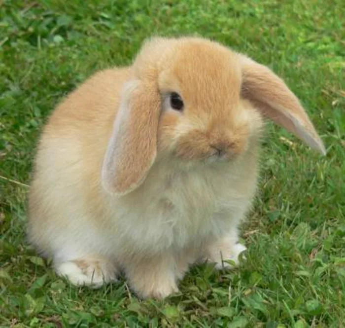 Conejo American Fuzzy Lop