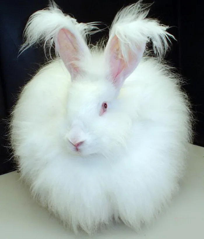 Conejo Angora