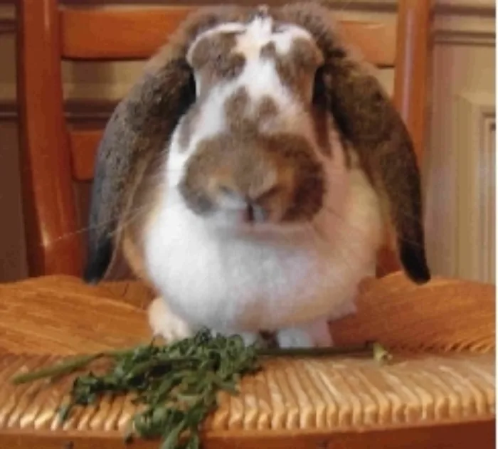 Conejo Belier francés (French Lop)