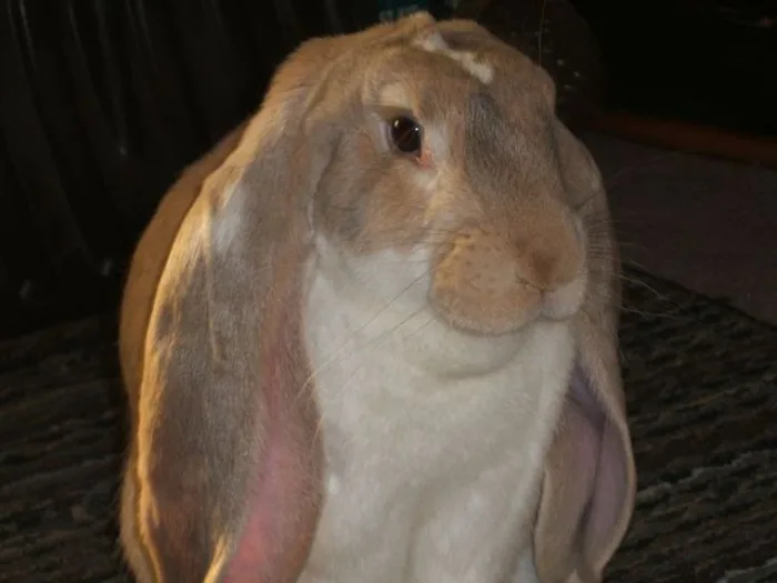 Conejo Belier inglés (English Lop)