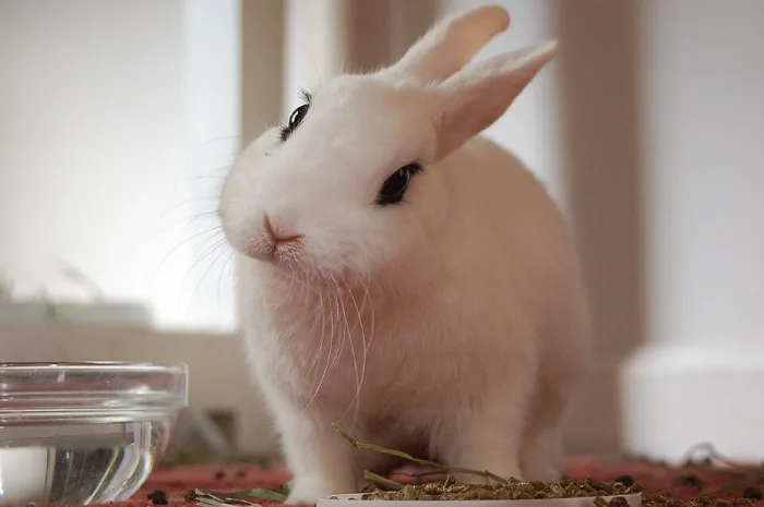 Conejo Blanc de Hotot