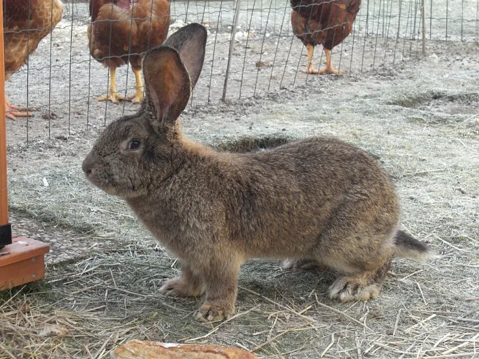 Conejo Flemish Giant (Gigante de Flandes)