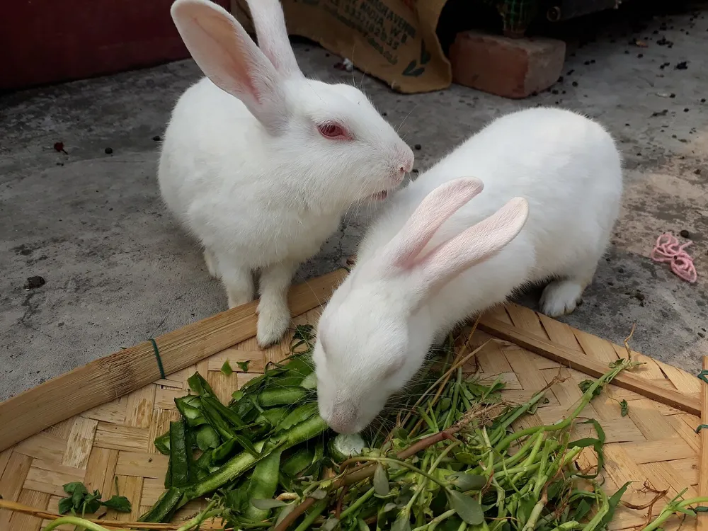 Alimentación del conejo
