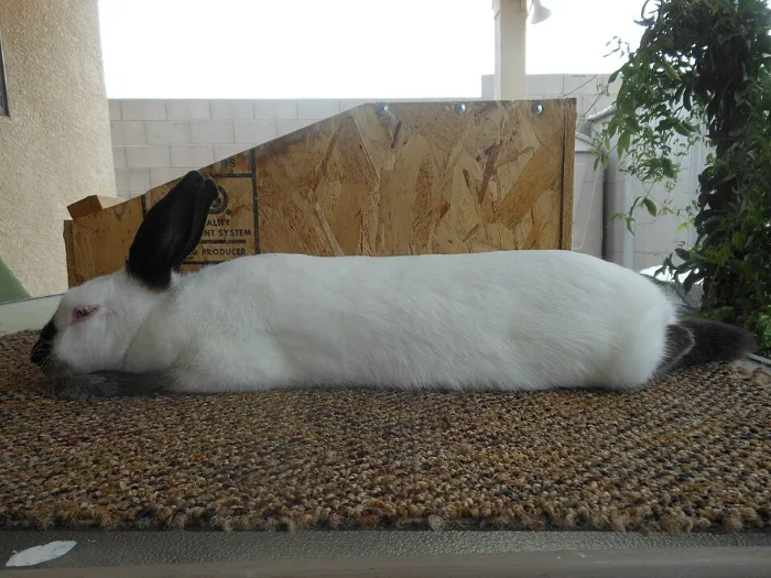 Conejo Himalayo