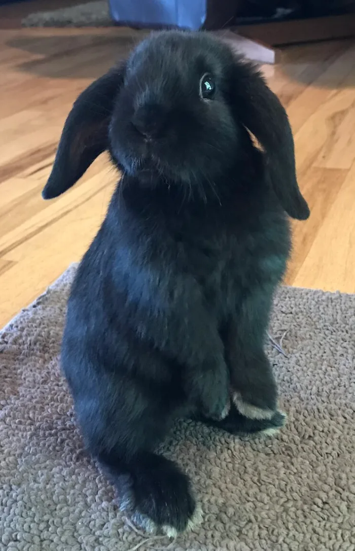 Conejo Holland Lop