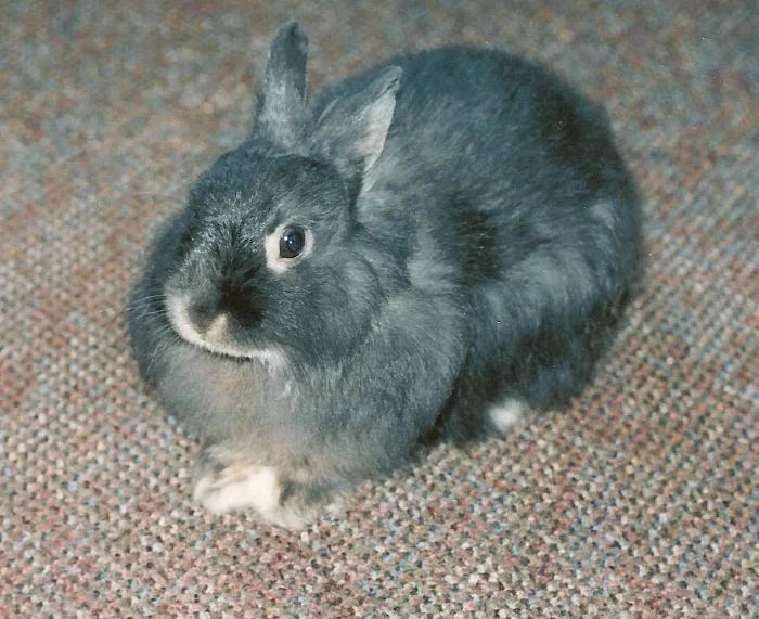 Conejo Jersey Wooly