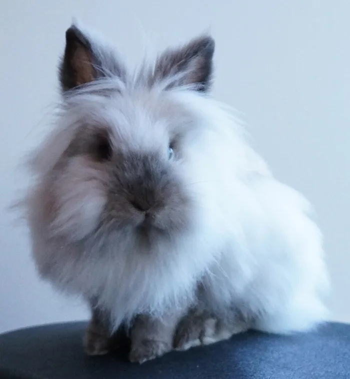Conejo Lionhead