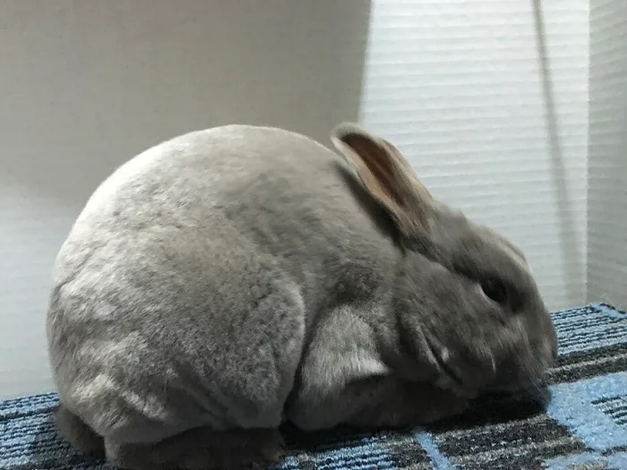Conejo Mini Rex