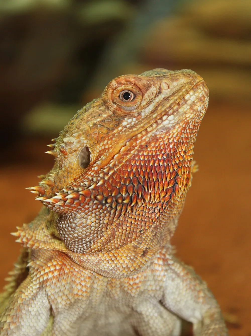 Dragón barbudo