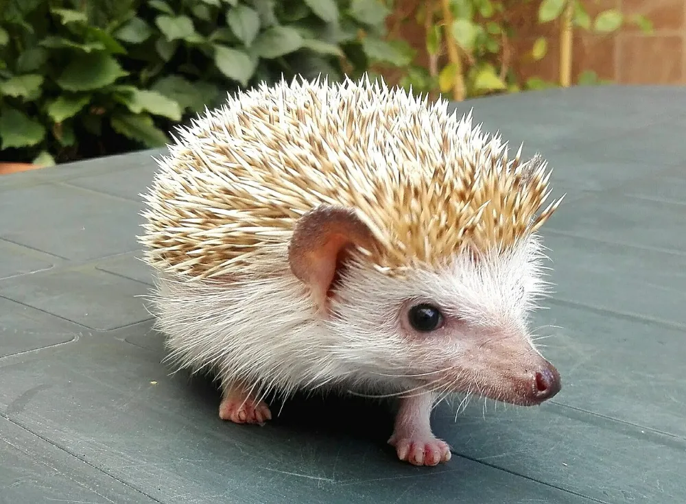 Erizo pigmeo africano