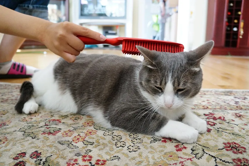 Bolas de pelo en gatos