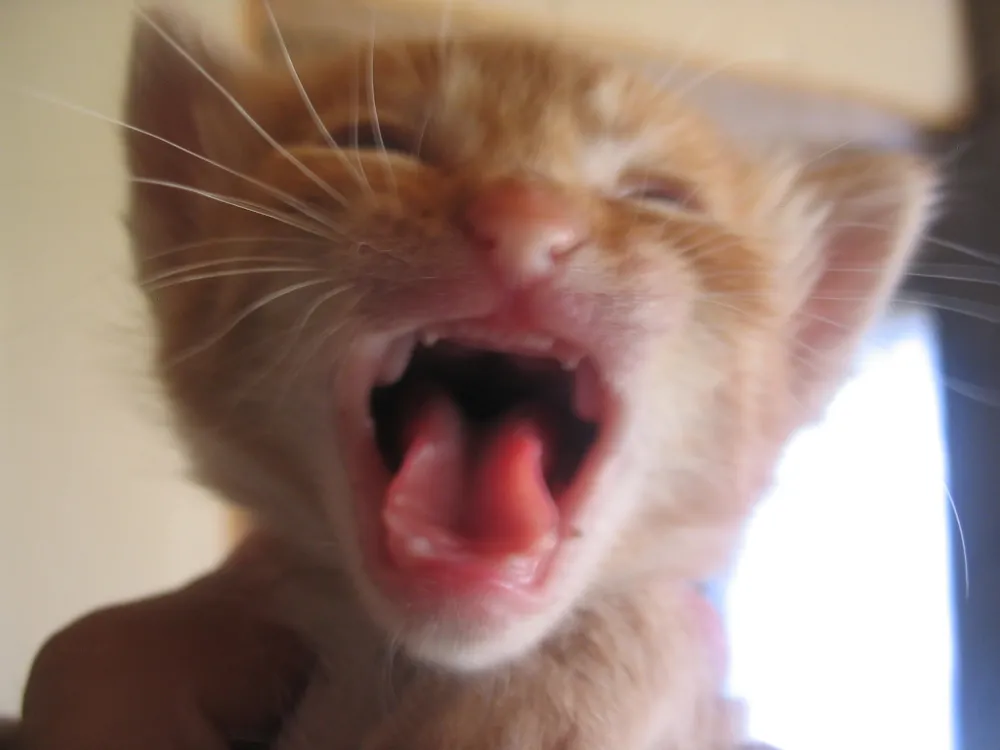 Enfermedad dental y estomatitis en gatos