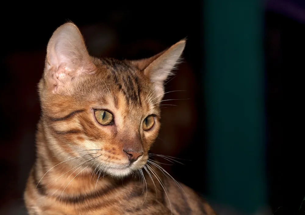 Peritonitis infecciosa felina (PIF)