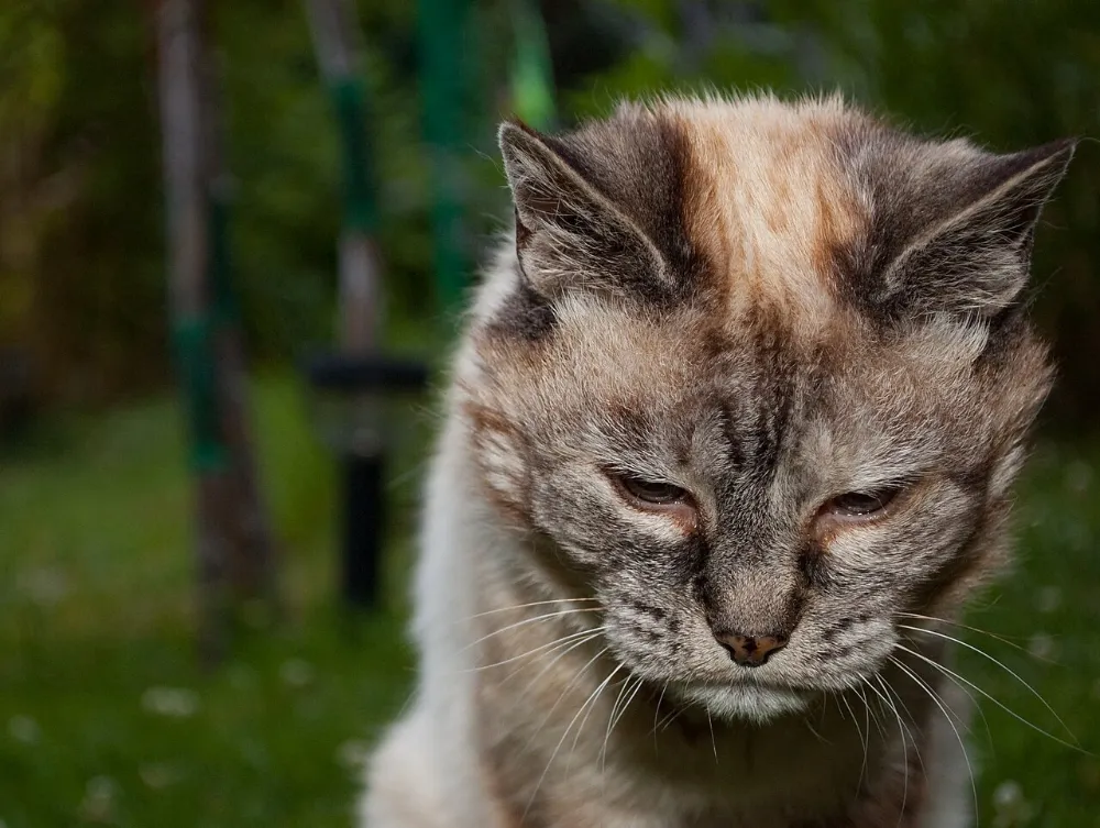 Enfermedad renal crónica en gatos