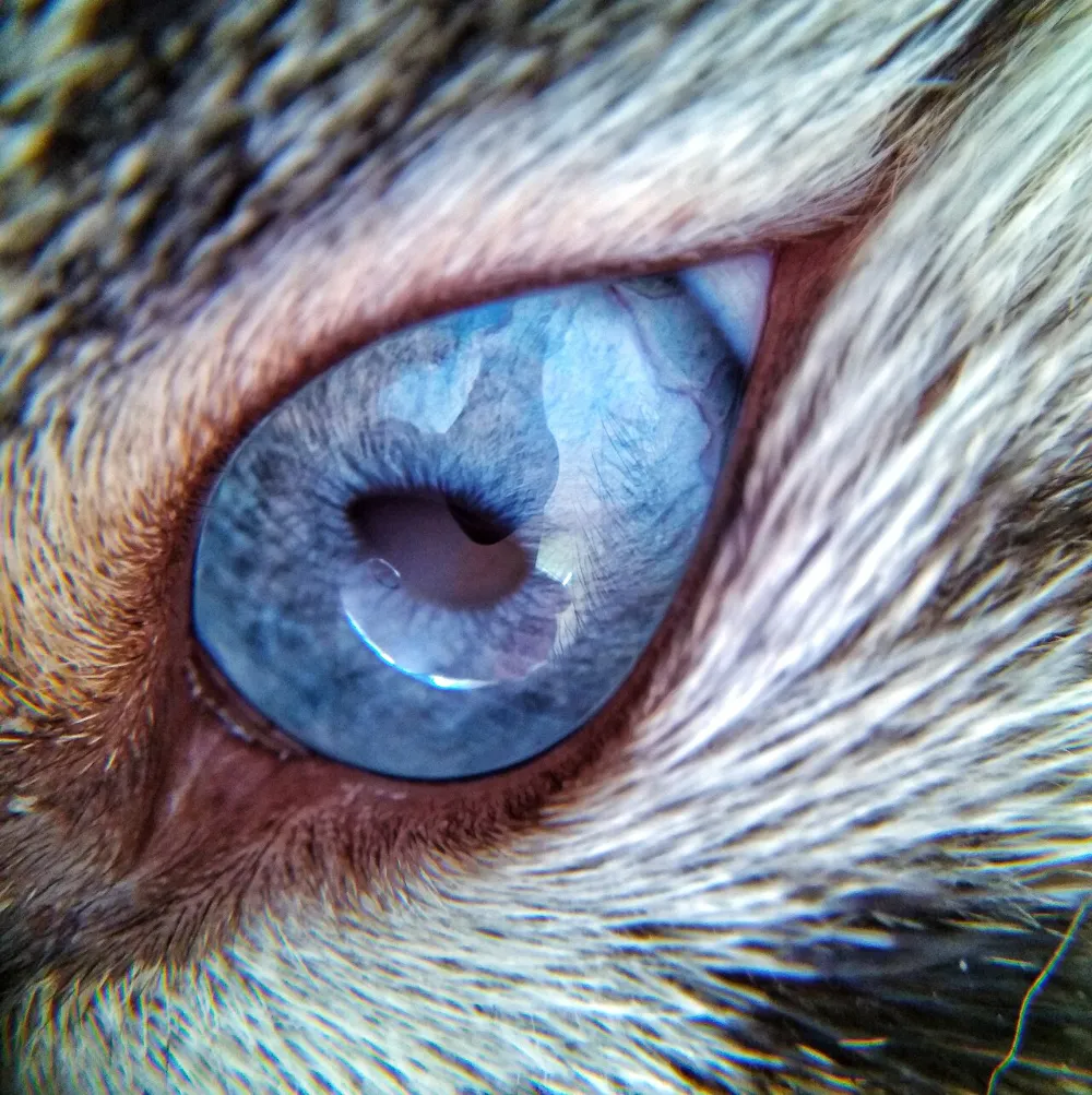 Enfermedades de la retina en gatos