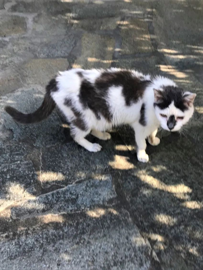 Tiña en gatos