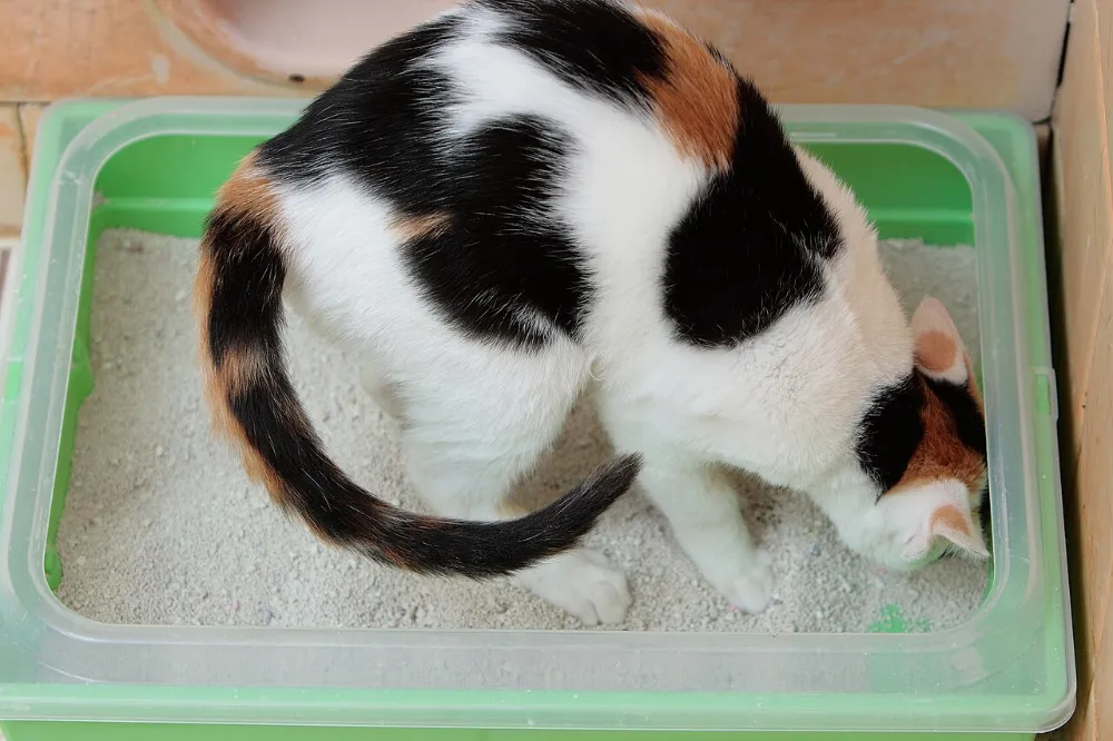 Toxoplasmosis y gatos