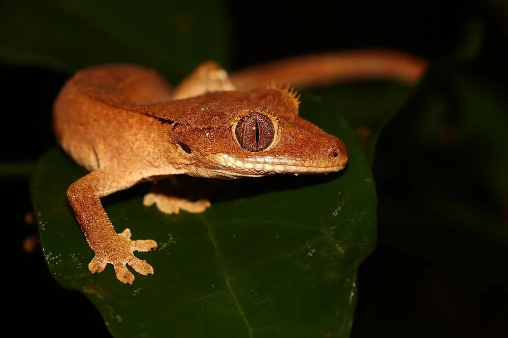 Gecko crestado