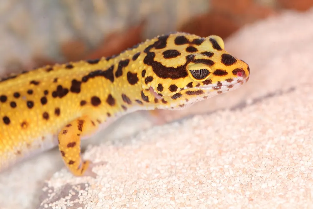 Gecko leopardo