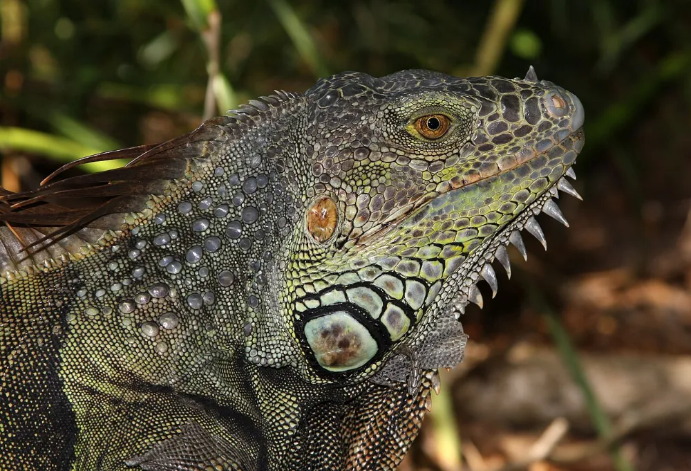Iguana verde