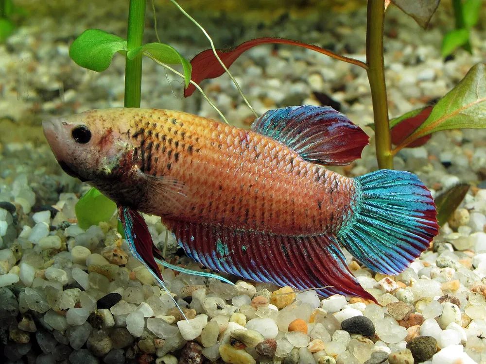 Betta (otra foto)