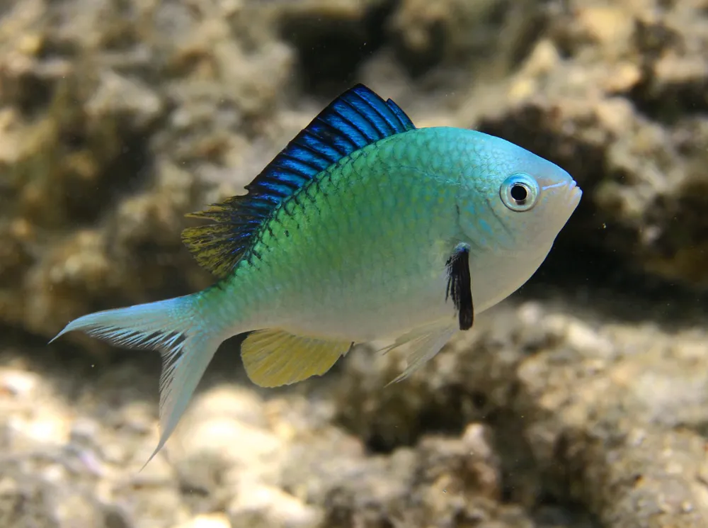 Chromis verde