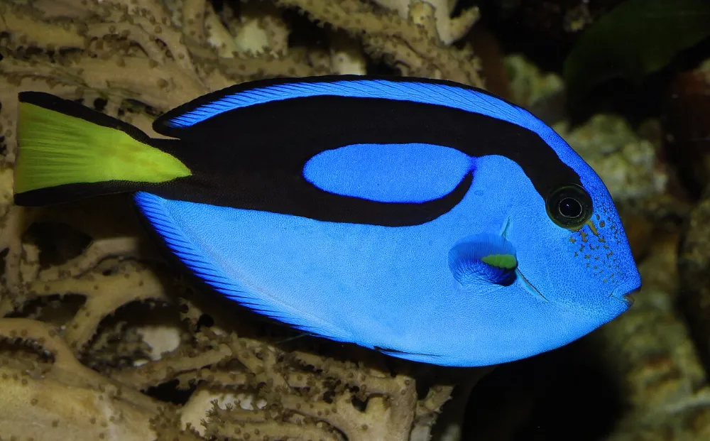 Cirujano azul