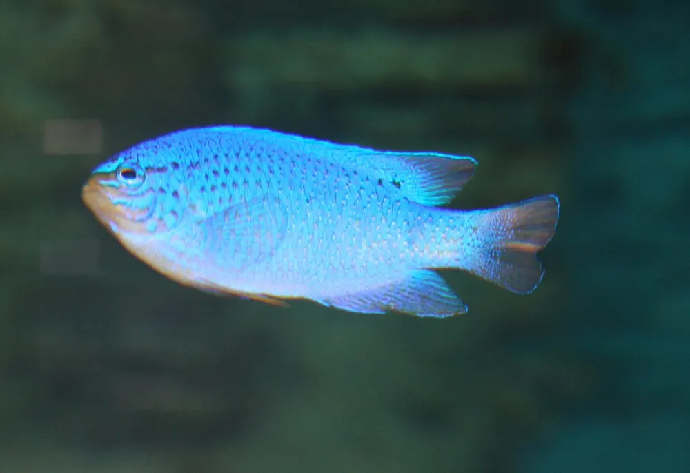 Damisela azul