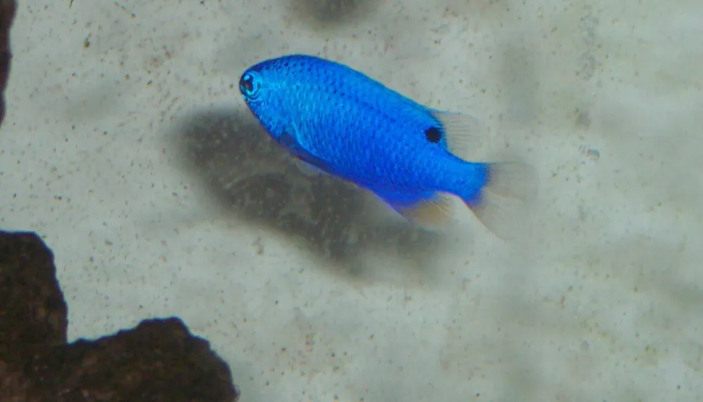 Damisela azul (otra foto)
