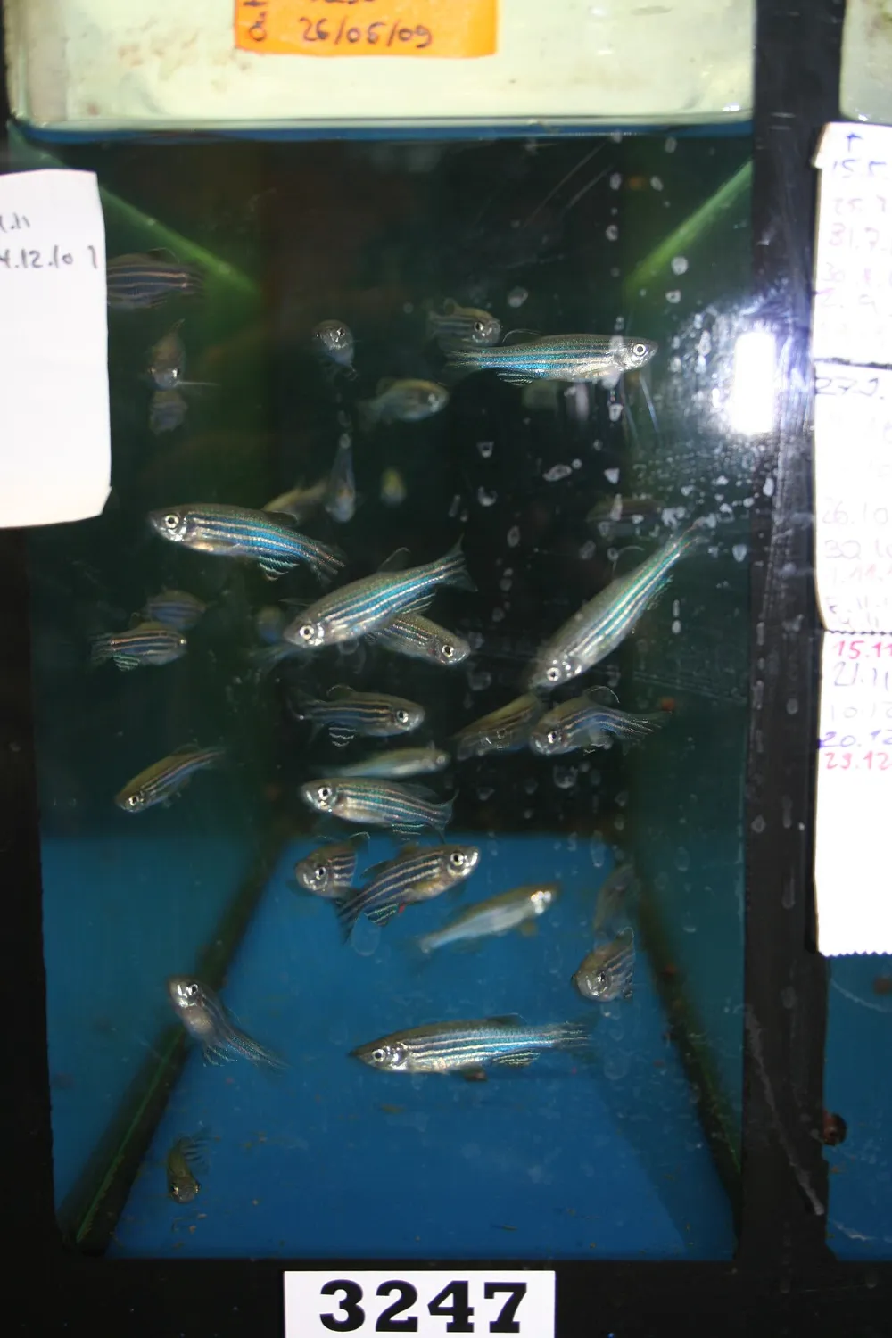 Danio cebra (otra foto)