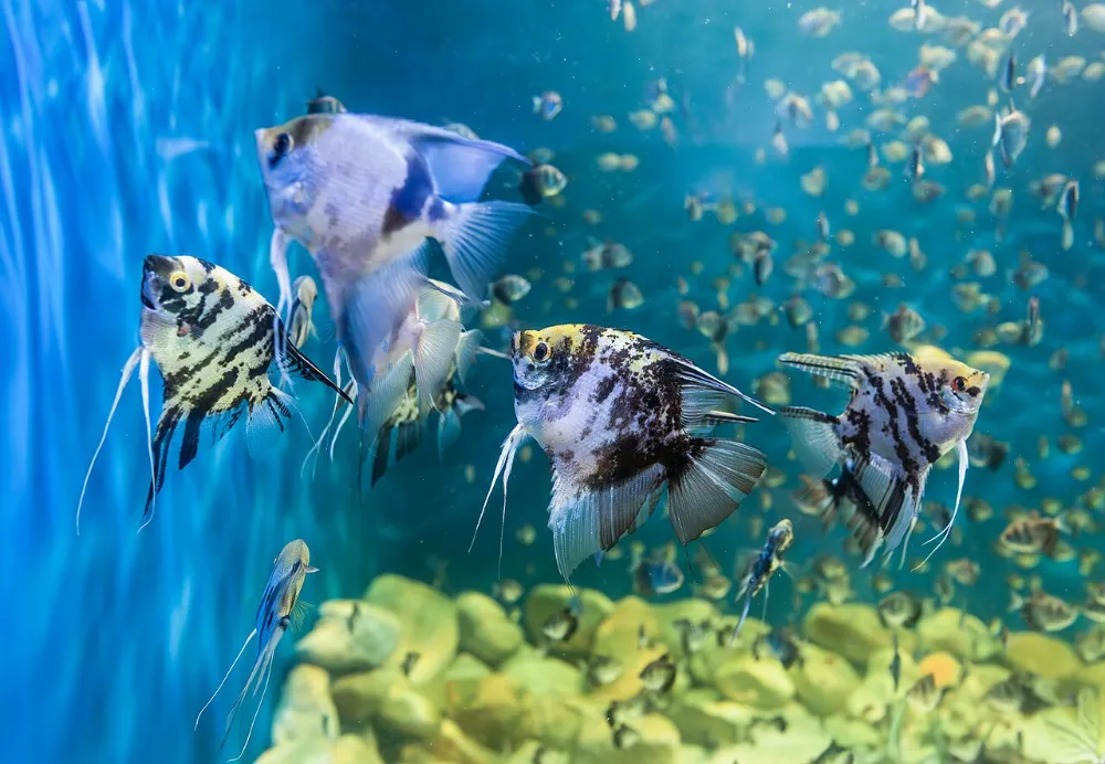 Enfermedades comunes de los peces de acuario