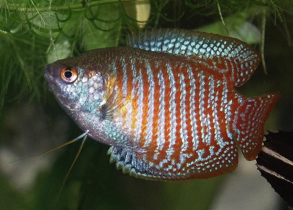 Gourami enano