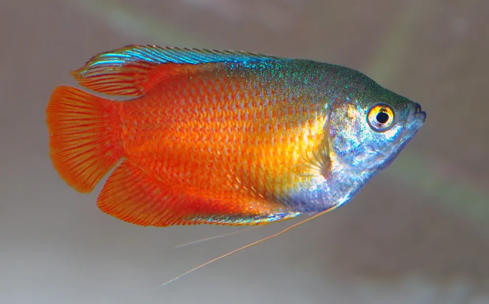 Gourami enano (otra foto)