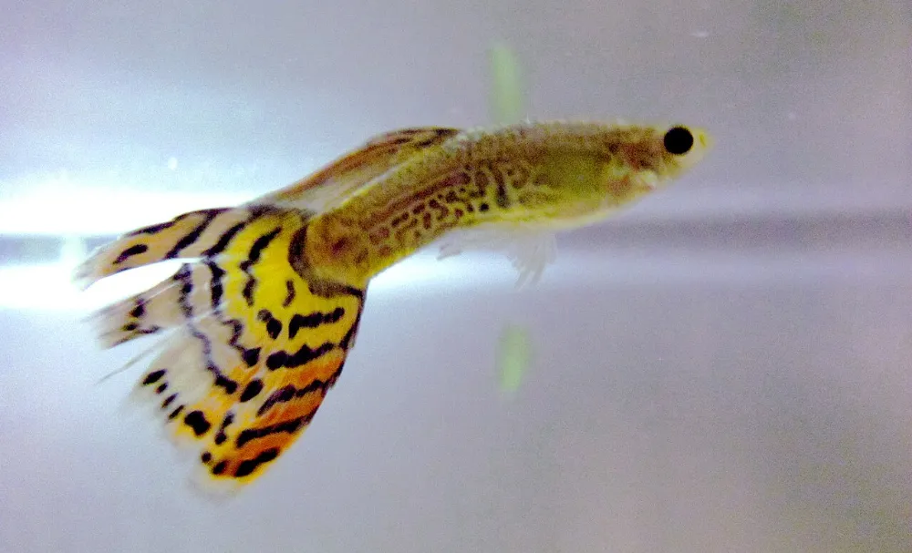 Guppy