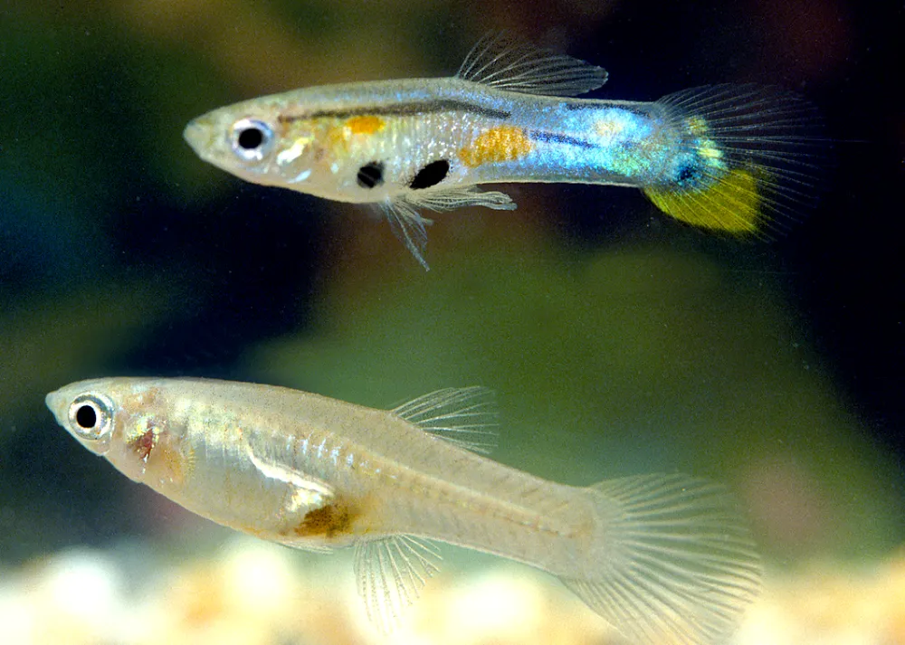 Alimentación de los peces de acuario