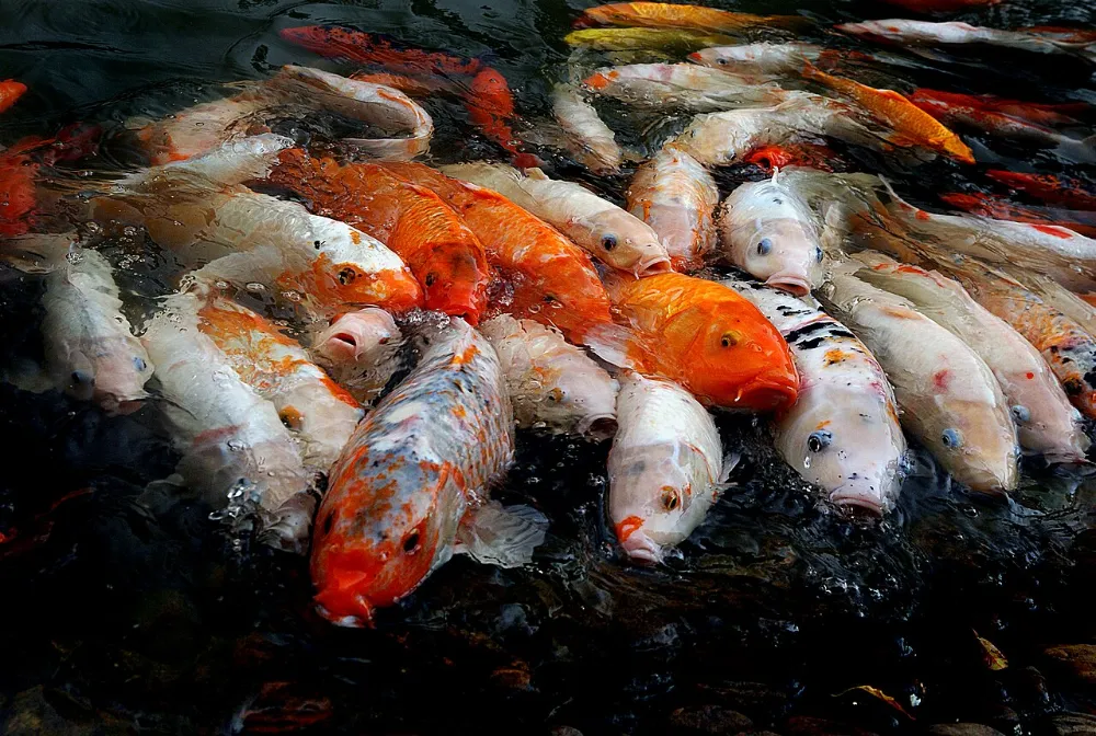 Koi