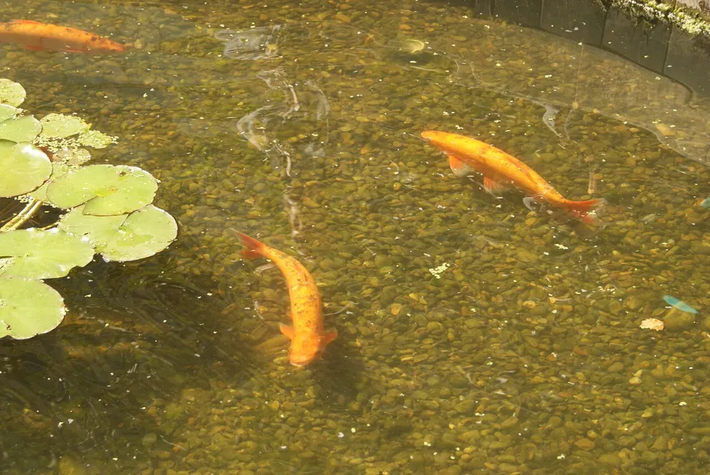 Koi (otra foto)