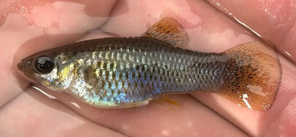Molly (otra foto)