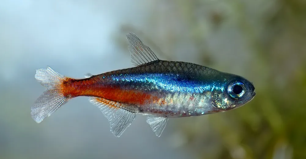 Cómo agregar peces al acuario