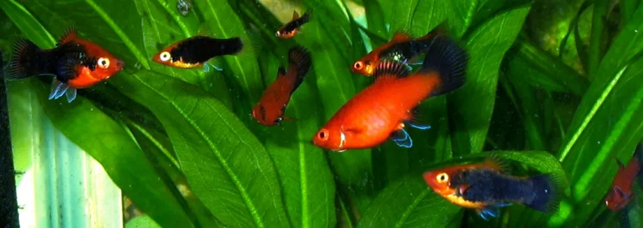 Platy (otra foto)