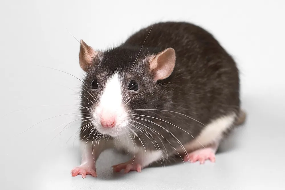 Rata doméstica