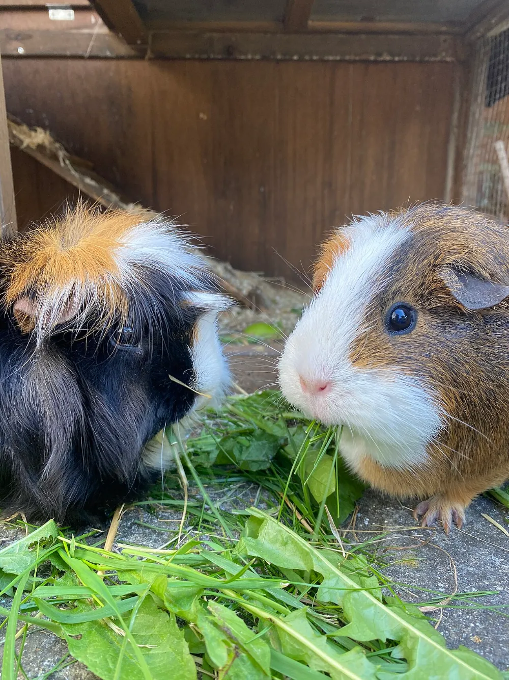 Cuidados de la cobaya: espacio y compañía