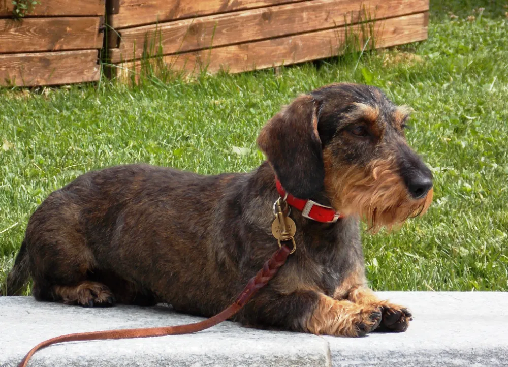Síndrome de Cushing en perros