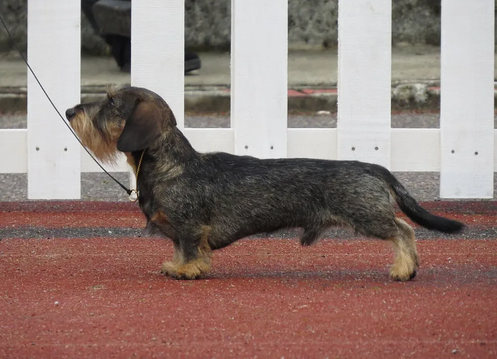 Hernia discal en perros