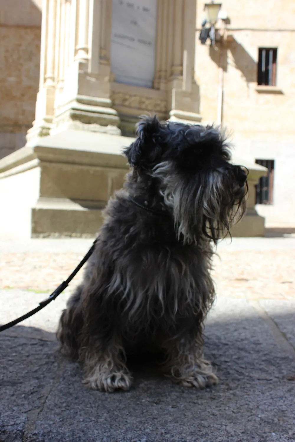 Pancreatitis en perros