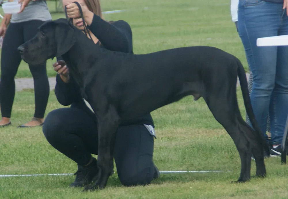 Torsión gástrica en perros