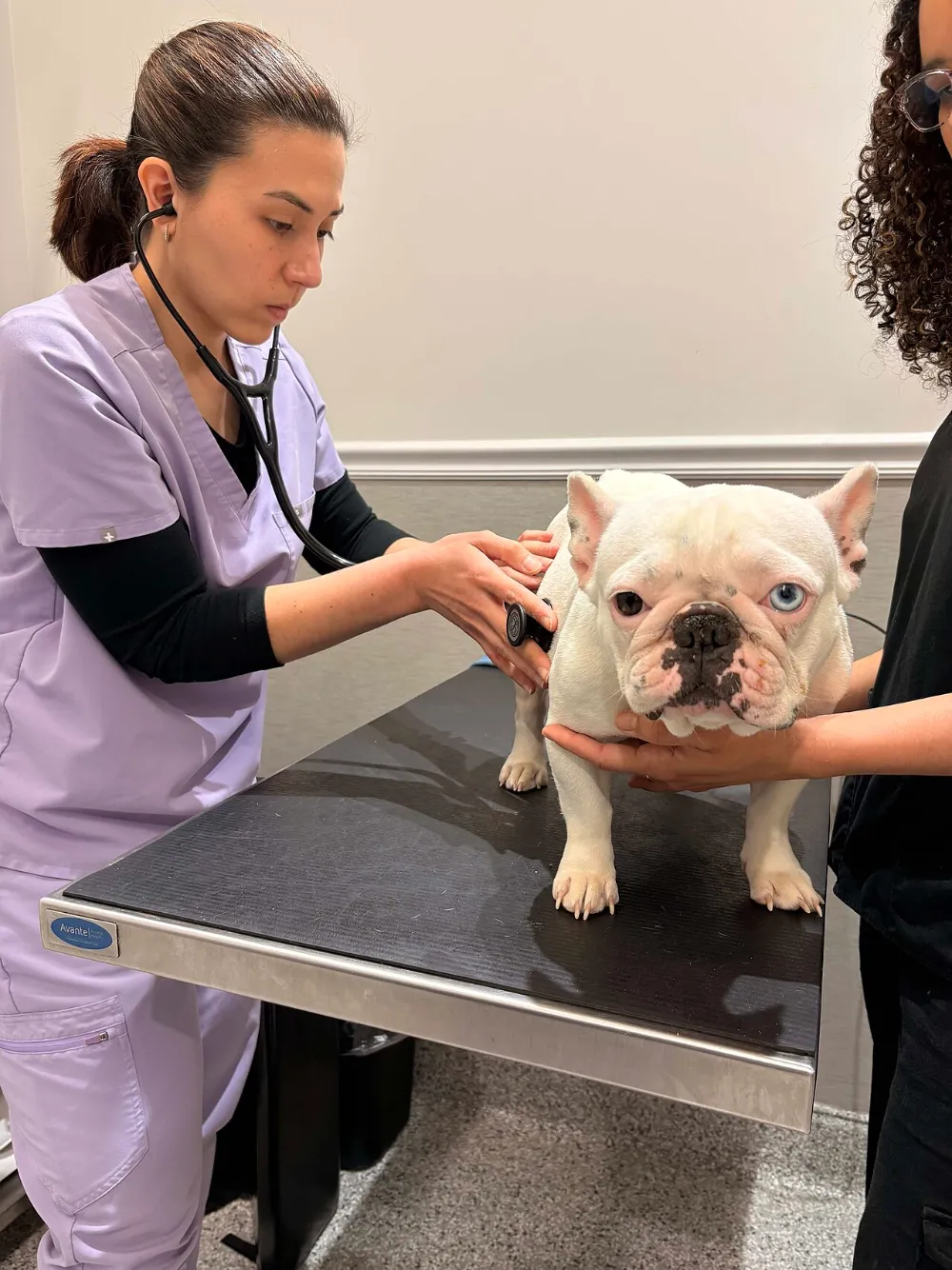 Cuándo llevar a tu mascota al veterinario