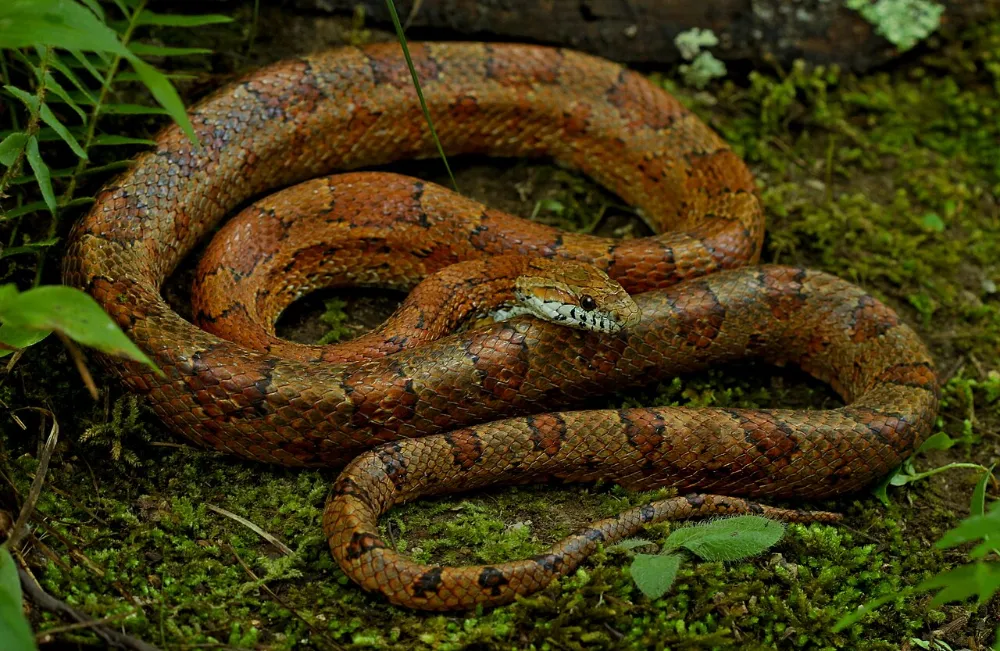 Serpiente del maíz