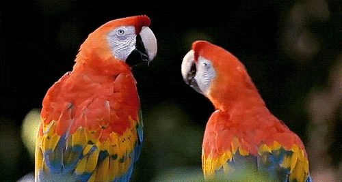 Aves