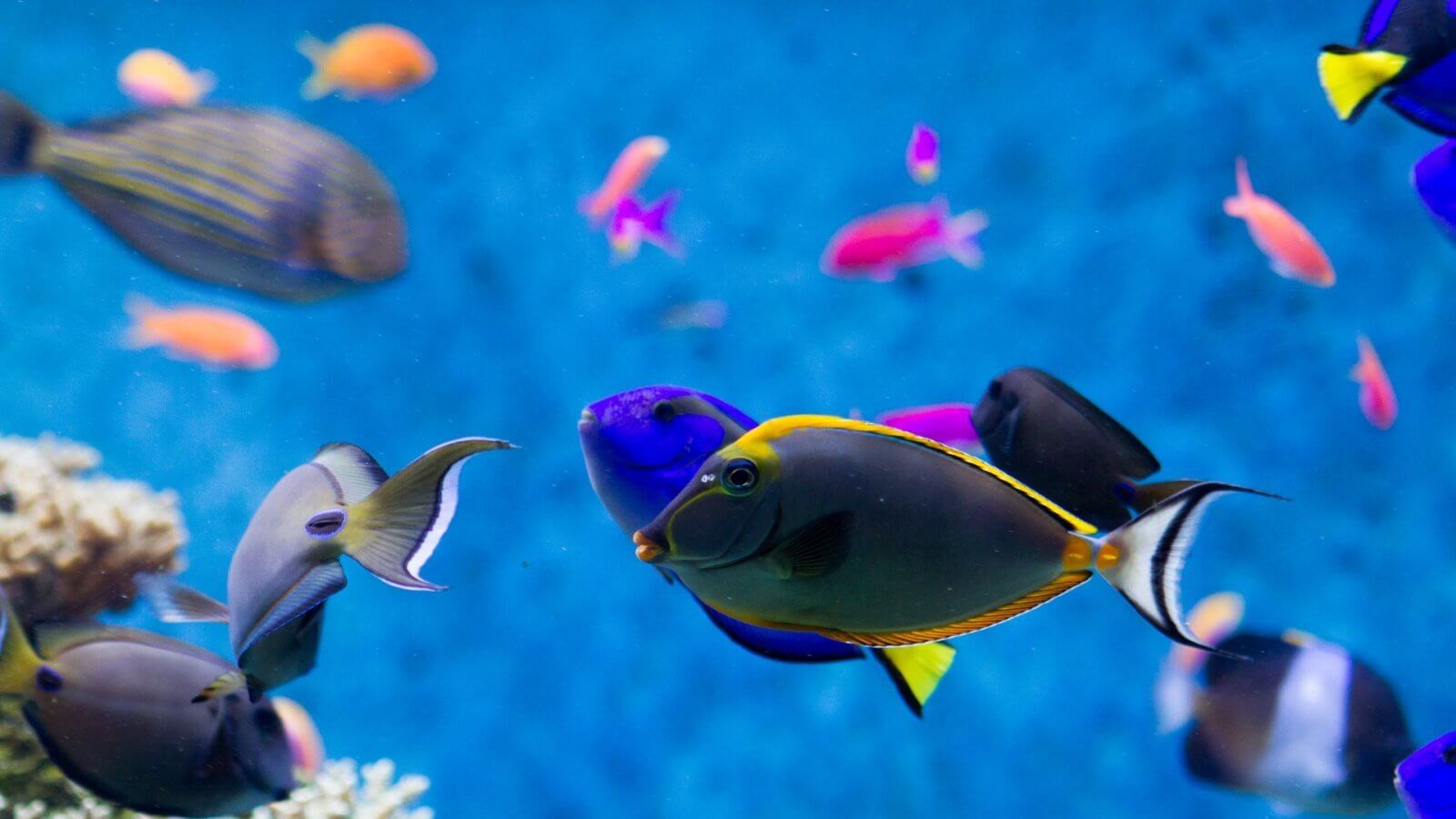 Peces